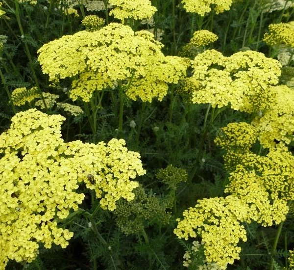 ACHILLEA filipendulina 'Credo' - Achillée 'Credo'