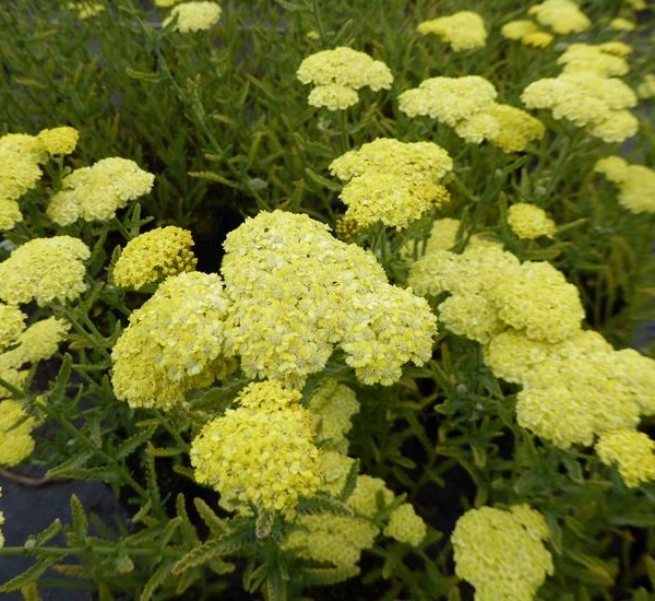 ACHILLEA 'Taygetea'