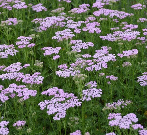 ACHILLEA millefolium 'Lilac Beauty'