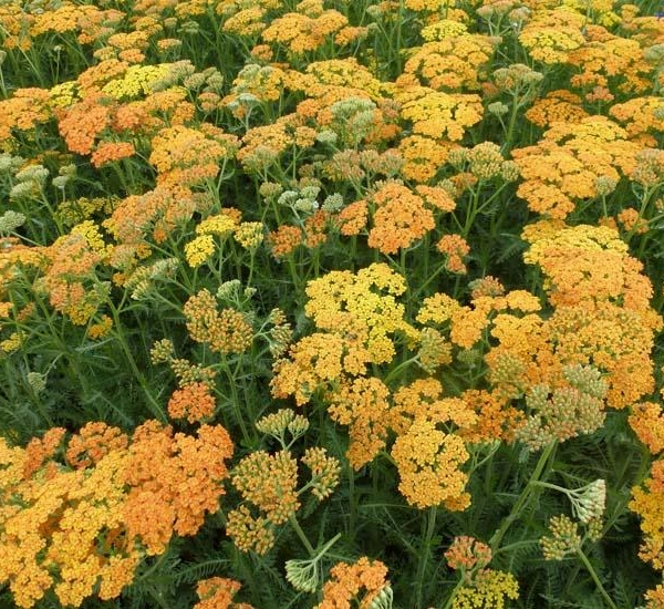 ACHILLEA millefolium 'Terra Cotta'