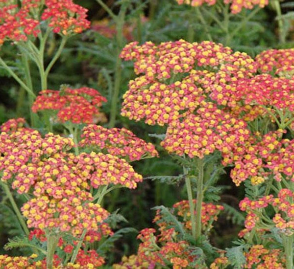 ACHILLEA filipendulina 'Walter Funcke'