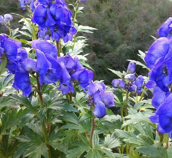 ACONITUM carmichaelii 'Arendsii'