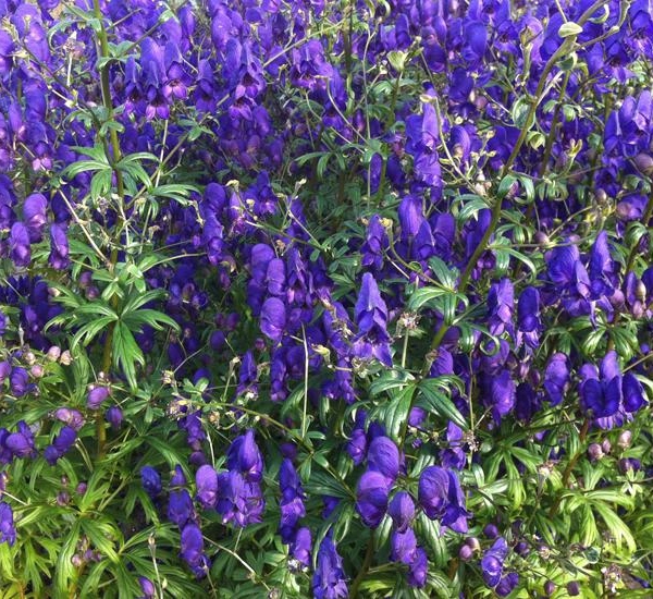 ACONITUM henryi 'Spark's Variety' - Aconit