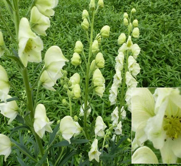 ACONITUM napellus 'Schneewittchen' - Aconit