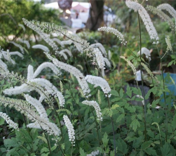ACTAEA ACERINA/ CIMICIFUGA japonica