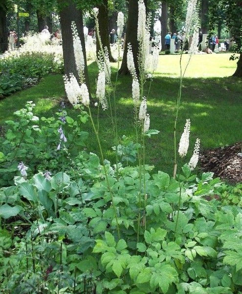 ACTAEA racemosa 'Cordifolia' / CIMICIFUGA cordifolia - Bugbane