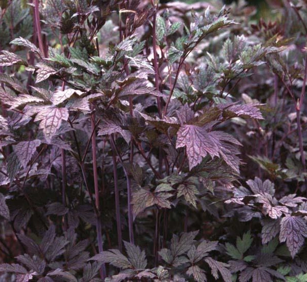 ACTAEA simplex 'Atropurpurea' / CIMICIFUGA racemosa 'Atropurpurea'