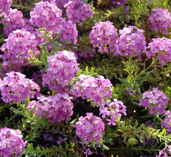 AETHIONEMA armenum 'Warley Rose' - Aethionema D'Armenie