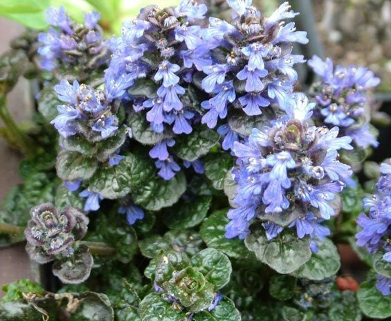 AJUGA pyramidalis 'Metallica Crispa' - Bugle pyramidalis