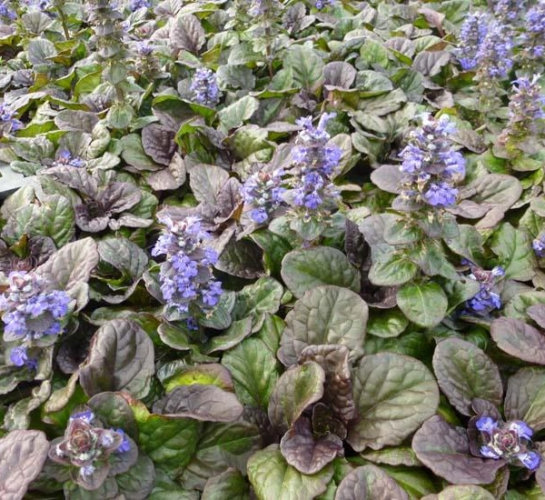 AJUGA reptans 'Catlin's Giant' - Bugle rampant