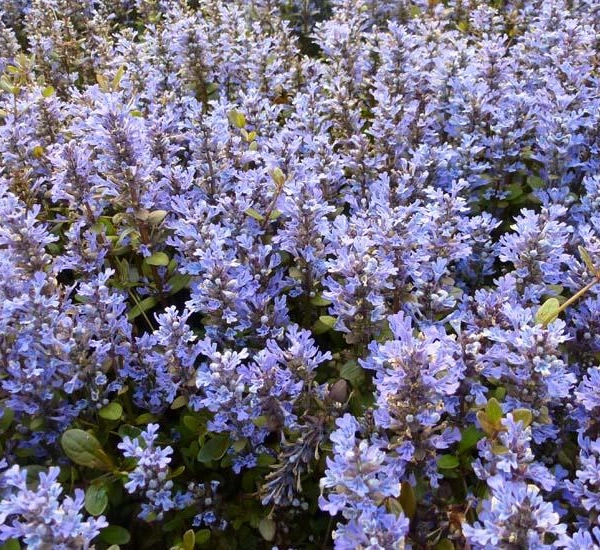 AJUGA reptans 'Chocolate Chip'