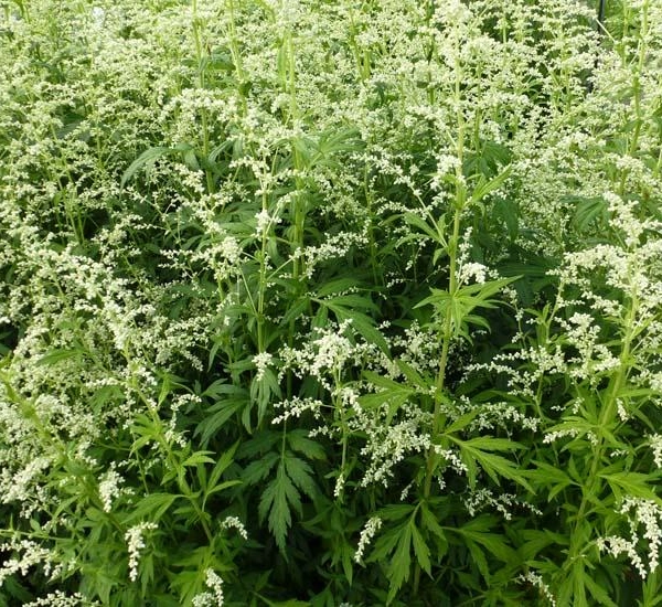 ARTEMISIA lactiflora - Armoise chinoise