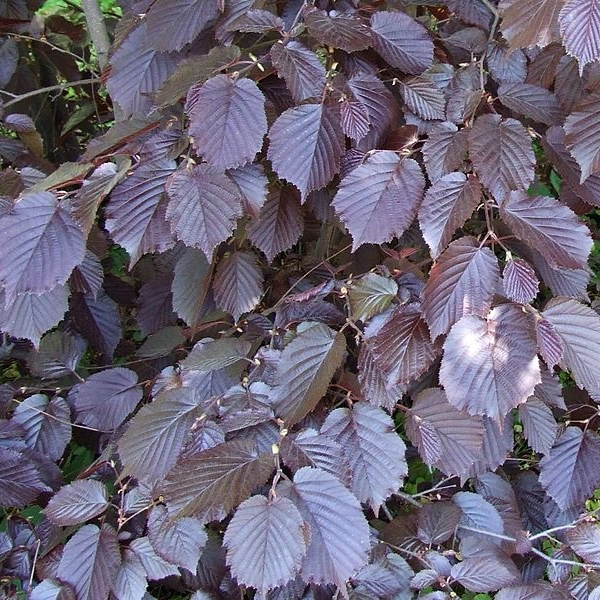 CORYLUS avellana 'Maxima Purpurea' - Noisetier pourpre 'Purpurea'