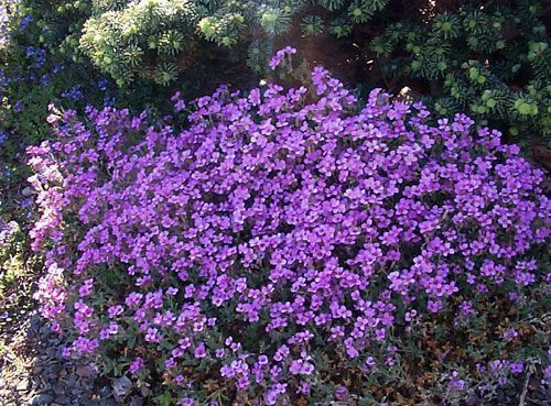 AUBRIETE 'Cascade Purple' - Aubriète 'Cascade Purple'