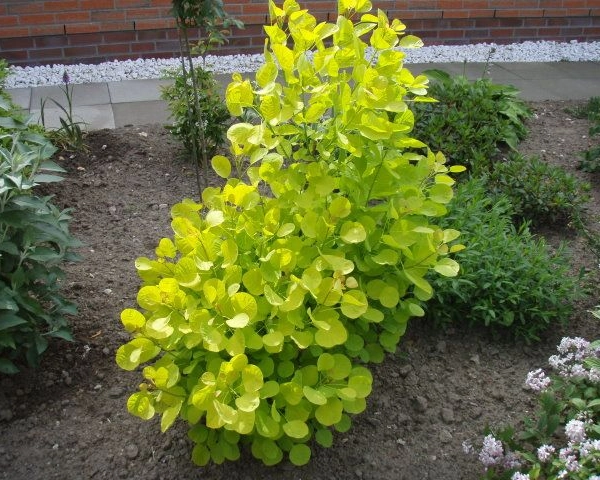COTINUS coggygria 'Golden Spirit'