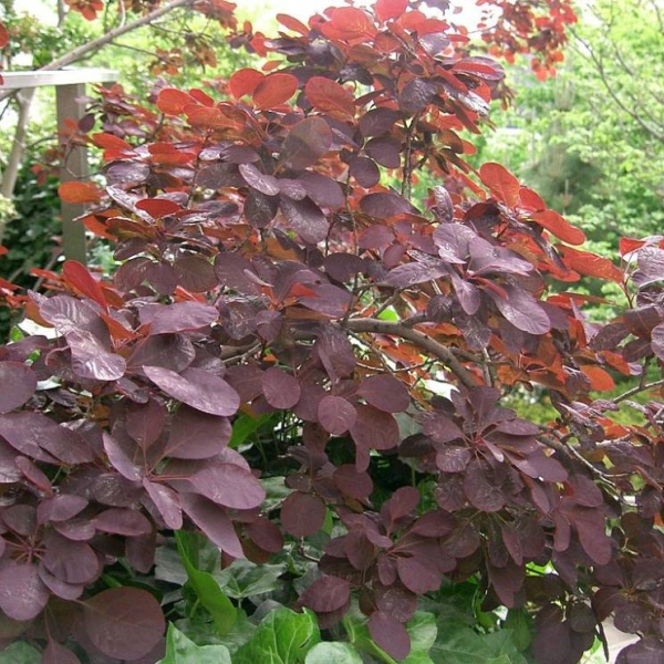 COTINUS coggygria 'Royal Purple' - Cotinus pourpres 'Royal Purple'