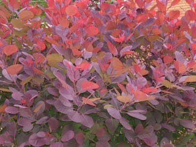 COTINUS dummeri 'Grace' - Cotinus à feuilles vertes et pourpres 'Grace'