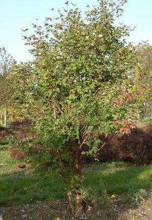 ACER griseum - Erable à écorce de papier ou écorce cannelle