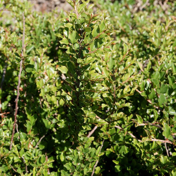 COTONEASTER adpressus - Cotoneaster rampant