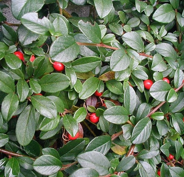 COTONEASTER dammeri - Cotonéaster de Dammer