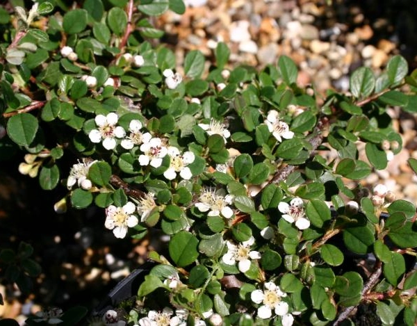 COTONEASTER microphyllus 'Queen of Carpets'