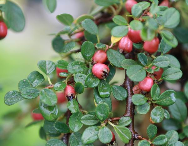 COTONEASTER microphyllus 'Queen of Carpets'