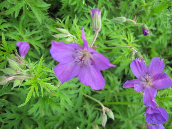 GERANIUM clarkei 'Kashmir Purple' - Géranium vivace clarkei 'Kashmir Purple'