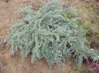 COTONEASTER horizontalis 'Variegatus' - Cotonéaster rampant à feuilles panachées 'Variegata'