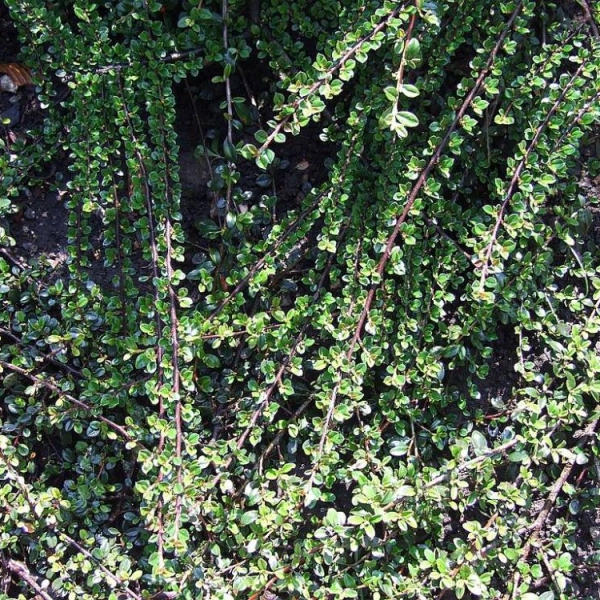 COTONEASTER microphyllus - Cotonéaster à petites feuilles