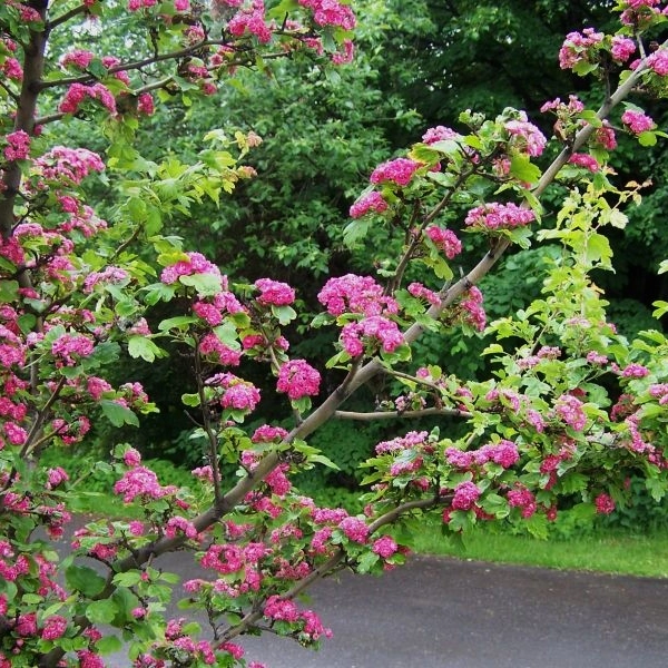 CRATAEGUS laevigata Paul's Scarlet'