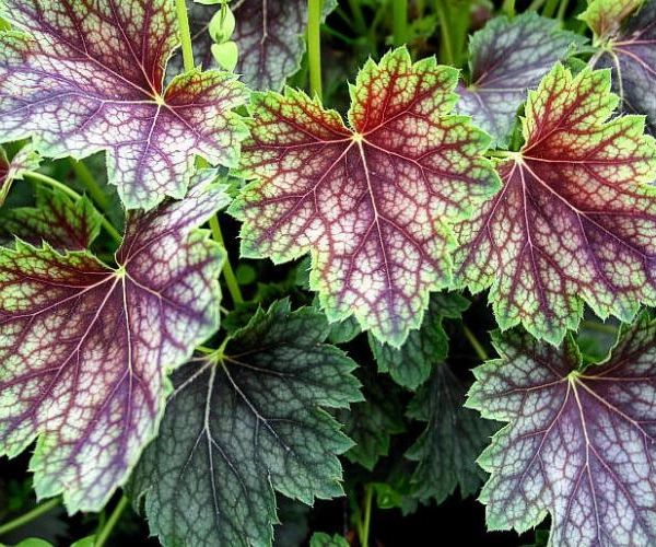 HEUCHERA 'Beauty Colour' - Heuchère