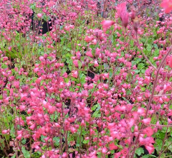 HEUCHERA brizoides 'Pluie de Feu' - Heuchère