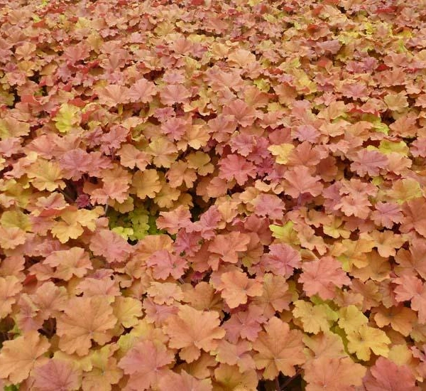 HEUCHERA 'Caramel'®
