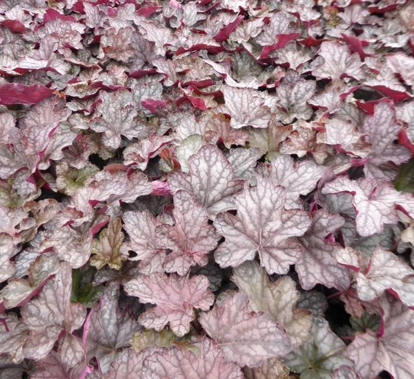 HEUCHERA 'Cascade Dawn' - Heuchère