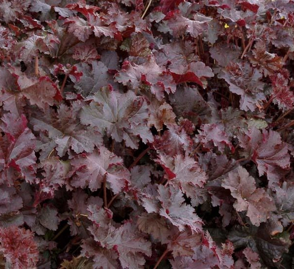 HEUCHERA 'Chocolate Ruffles' ® - Heuchère
