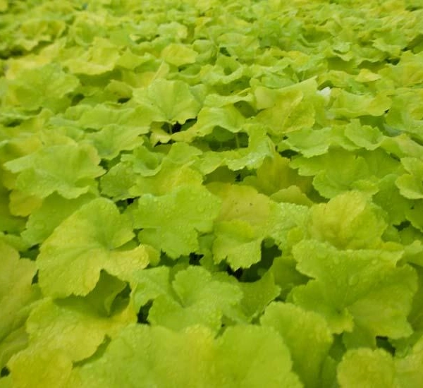 HEUCHERA 'Citronelle'®