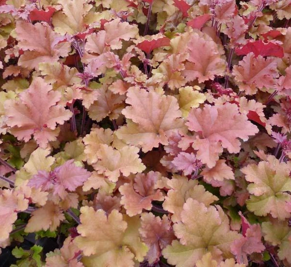 HEUCHERA 'Marmalade'®