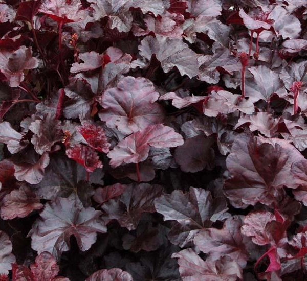 HEUCHERA 'Obsidian' ® - Heuchère