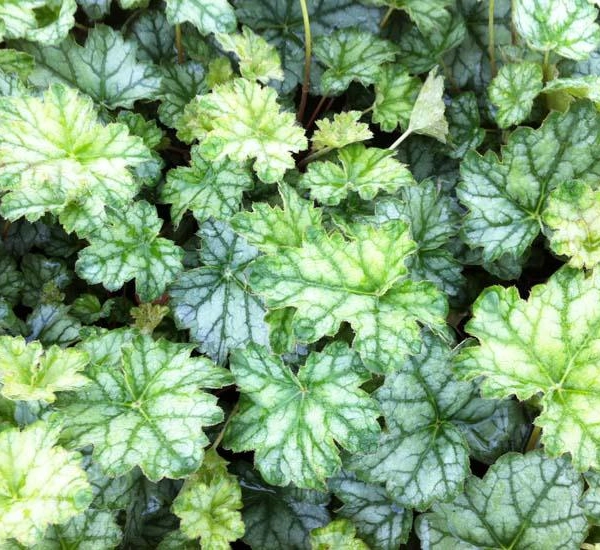 HEUCHERA 'Mint Frost' ®