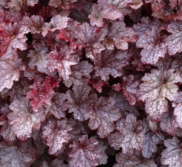 HEUCHERA 'Plum Pudding'®