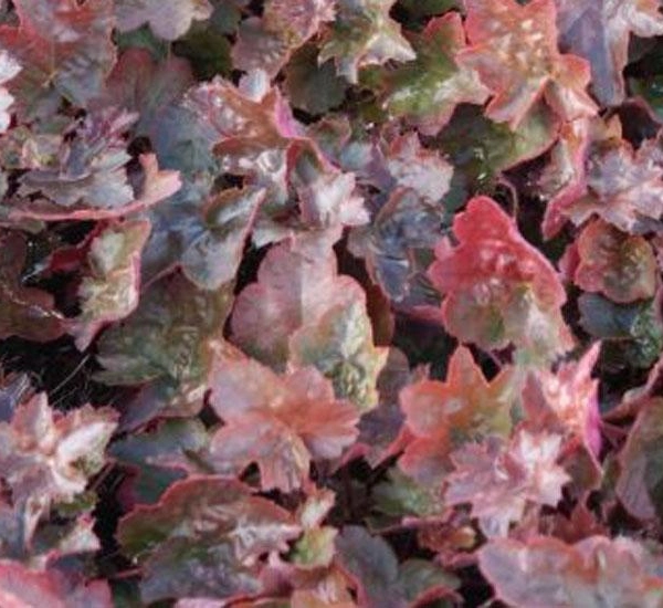 HEUCHERA 'Rachel' - Heuchère