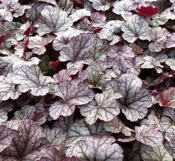 HEUCHERA 'Silver Scrolls'® - Heuchère