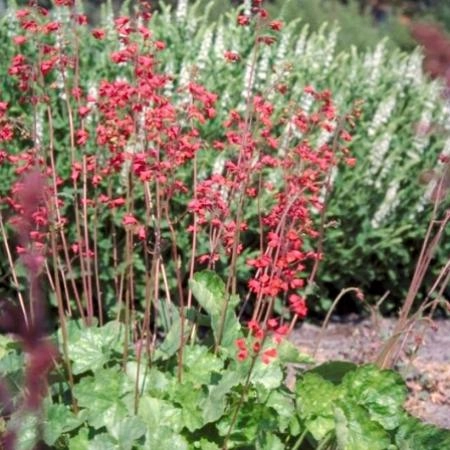 HEUCHERA 'Leuchtkäfer' - Heuchère