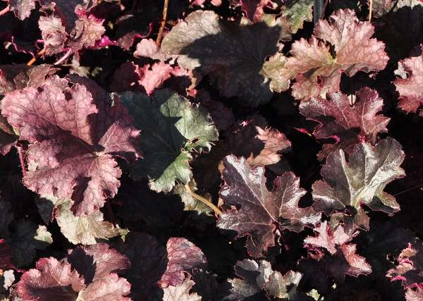 HEUCHERA 'Stormy Seas' - Heuchère