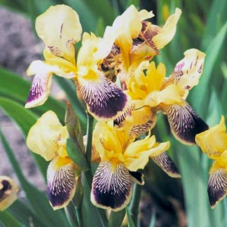IRIS germanica 'Nibelungen' - Iris des jardins