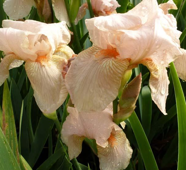 IRIS germanica 'Pink Horizon' - Iris des jardins