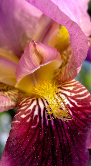 IRIS germanica 'Senlac' - Iris des jardins