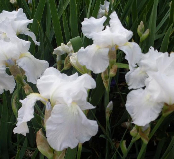 IRIS germanica 'White Knight' - Iris des jardins