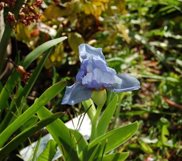 IRIS pumila 'Blue Denim' - Iris nain des jardins