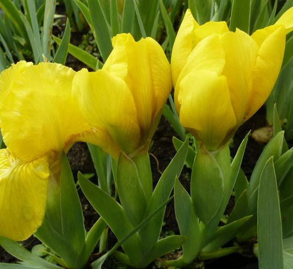 IRIS pumila 'Brassie' - Iris nain des jardins